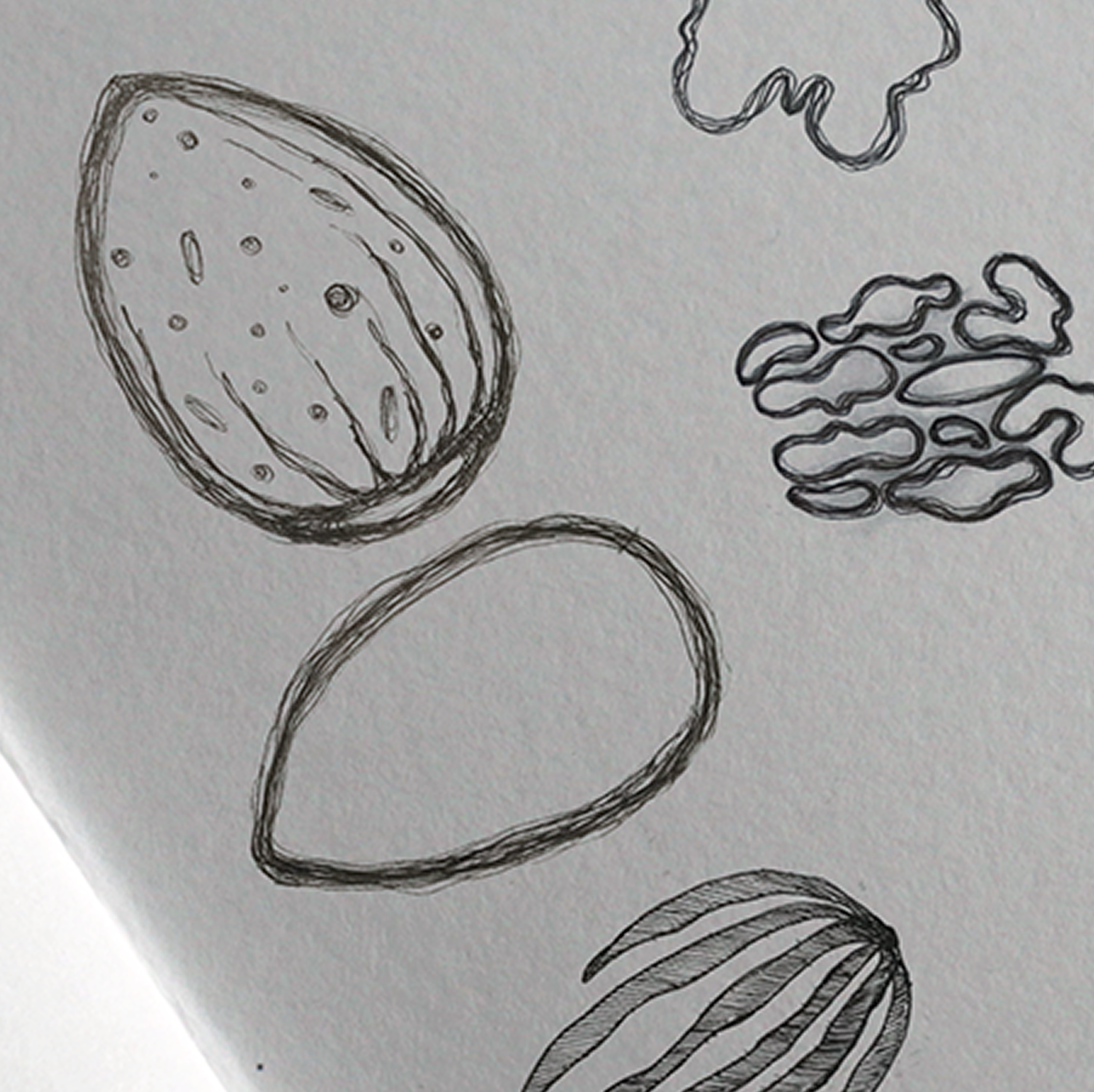 sketches of nuts