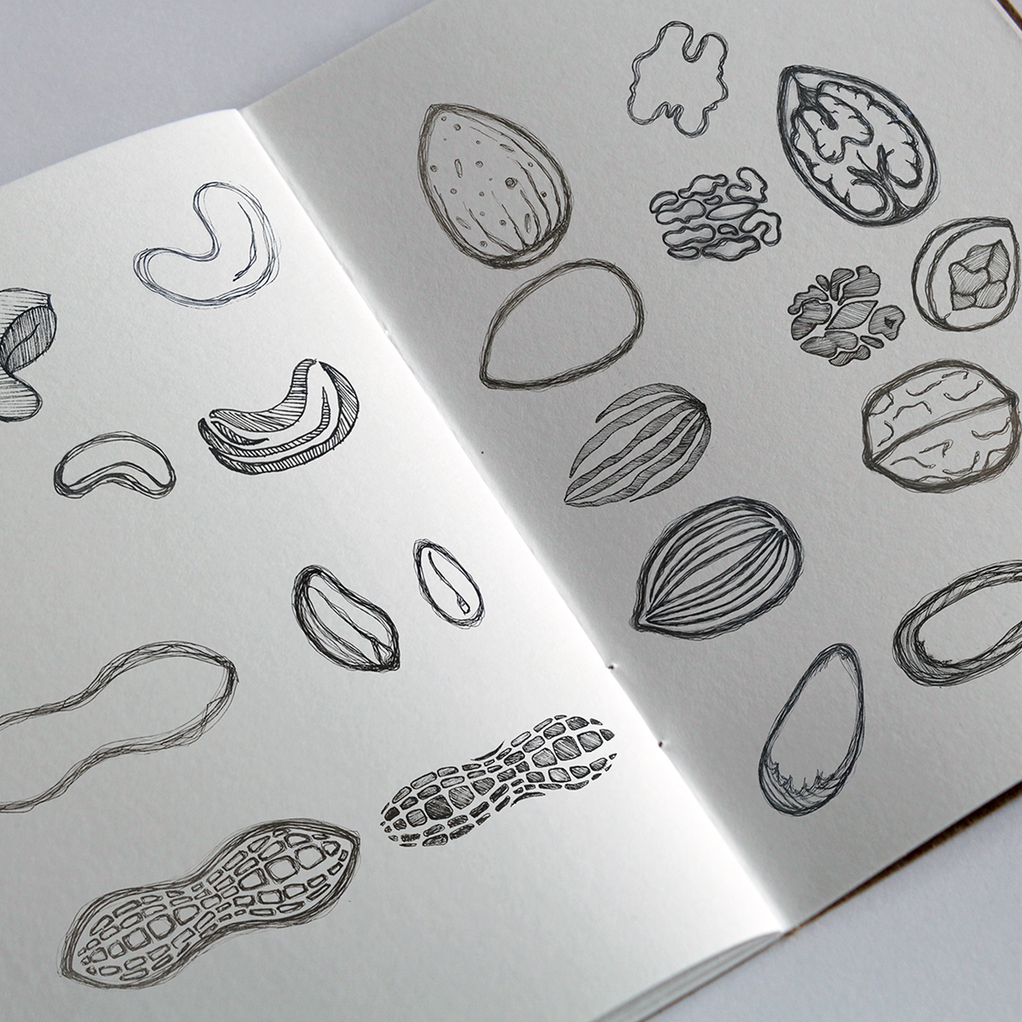 sketches of nuts
